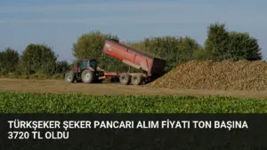 TÜRKŞEKER Şeker Pancarı Alım Fiyatı Ton Başına 3720 TL Oldu